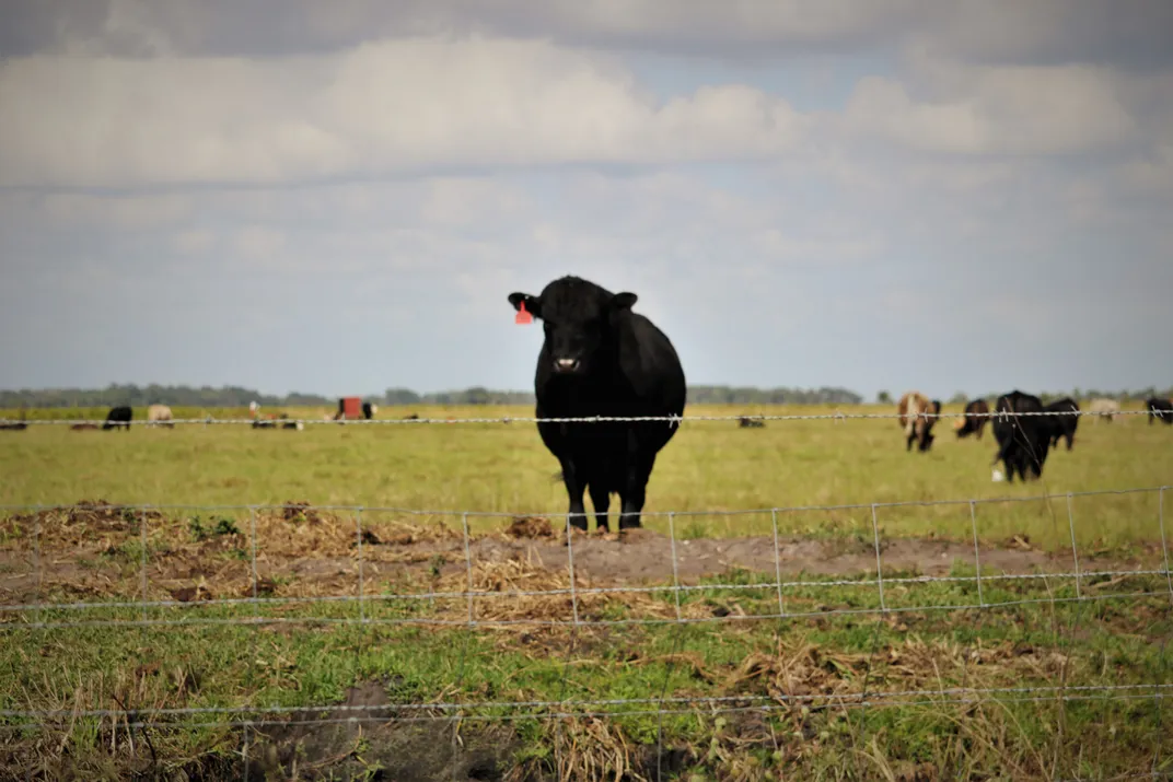 Cattle in Dinner Island Ranch Wildlife Management | Smithsonian Photo ...