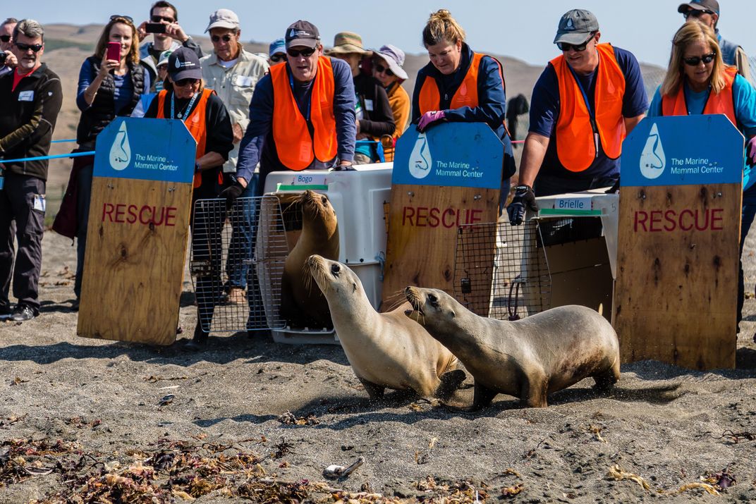 Sea Lion Release