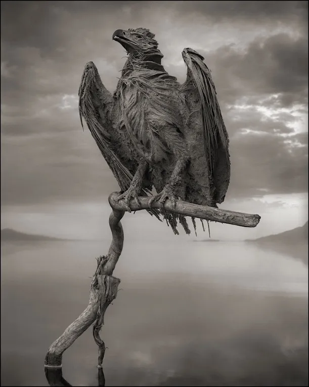 A fish eagle posed on a branch at Lake Natron.