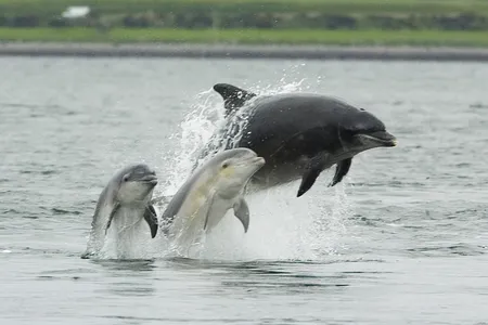 Dolphins and humans both change how they communicate when they're around babies.