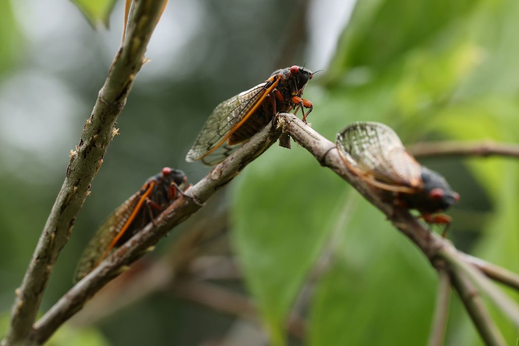 Three cicadas on a tree branch