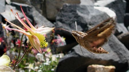 Hawkmoths prefer columbines with long, slender spurs.