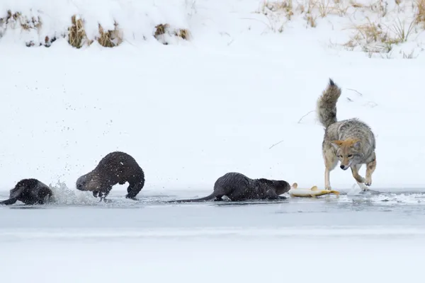 Coyote seizing a Utah sucker fish from a family of river otters - 1 thumbnail