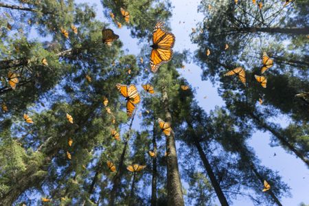 About 100 miles northwest of Mexico City in the UNESCO-designated Monarch Butterfly Biosphere Reserve, up to a billion of the brilliant-winged insects spend November to March clustered on branches.