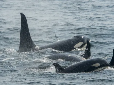 A distinct subpopulation of orcas lives in the Strait of Gibraltar off the coast of Spain, where they like to hunt and eat Atlantic bluefin tuna.