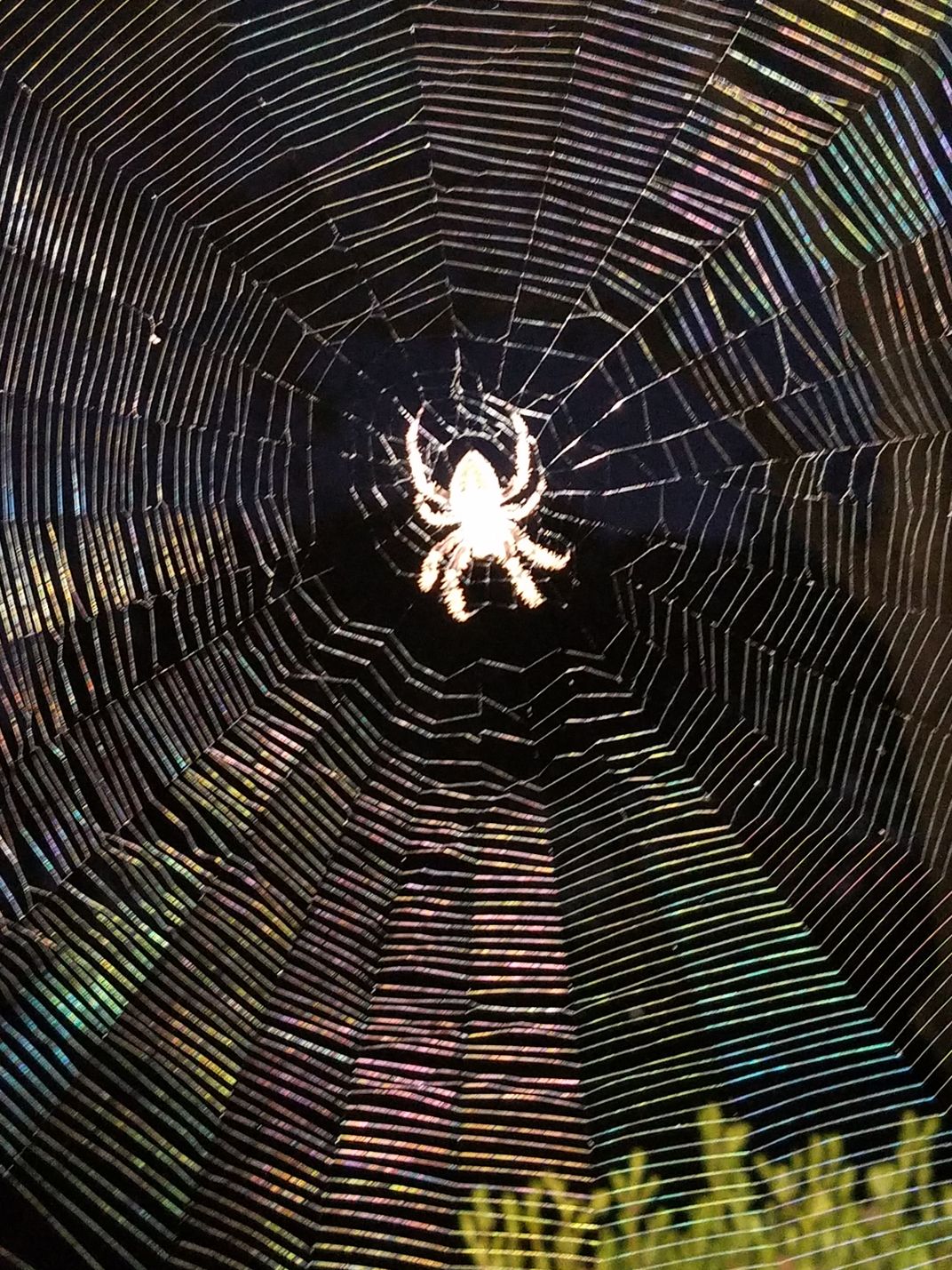 Oh What A Tangled Web We Weave Smithsonian Photo Contest Smithsonian Magazine 