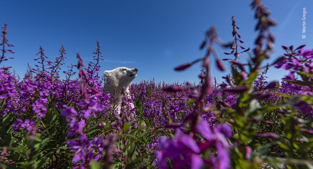 a polar bear among purple flowers