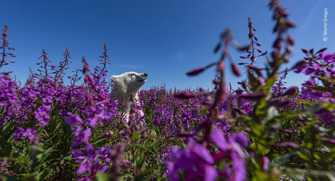 a polar bear among purple flowers