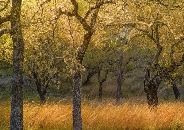 Texas Orchard thumbnail