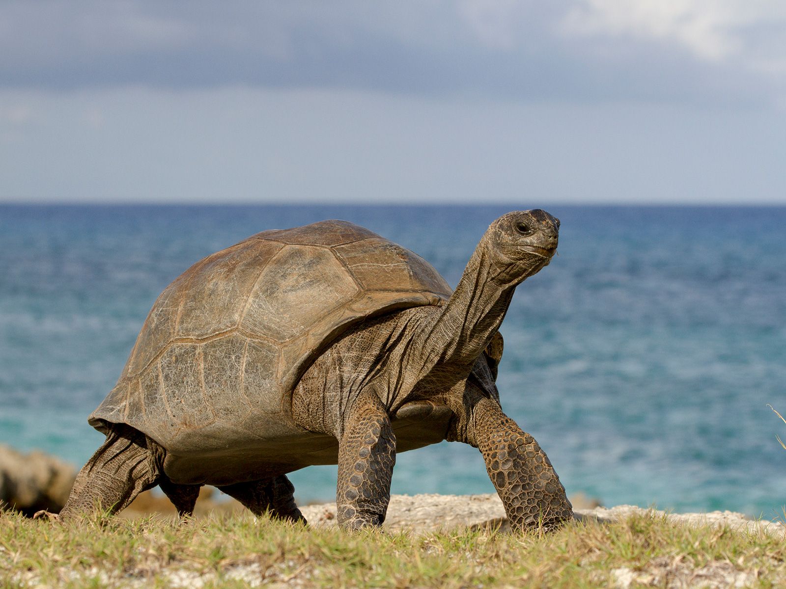 Thousands of Giant Tortoises Anchor a Thriving Ecosystem on Aldabra, a ...