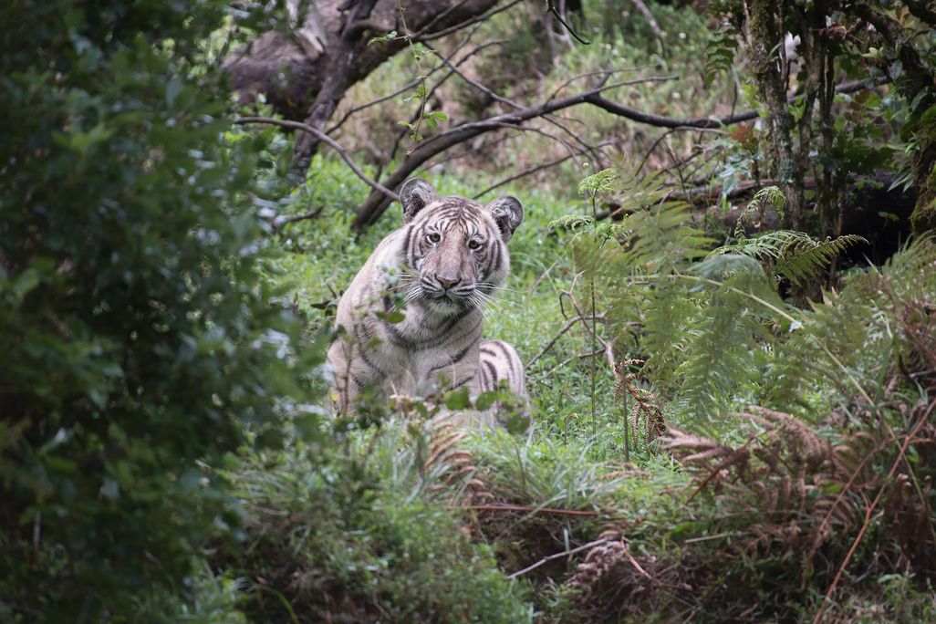 Pale Tiger Horizontal