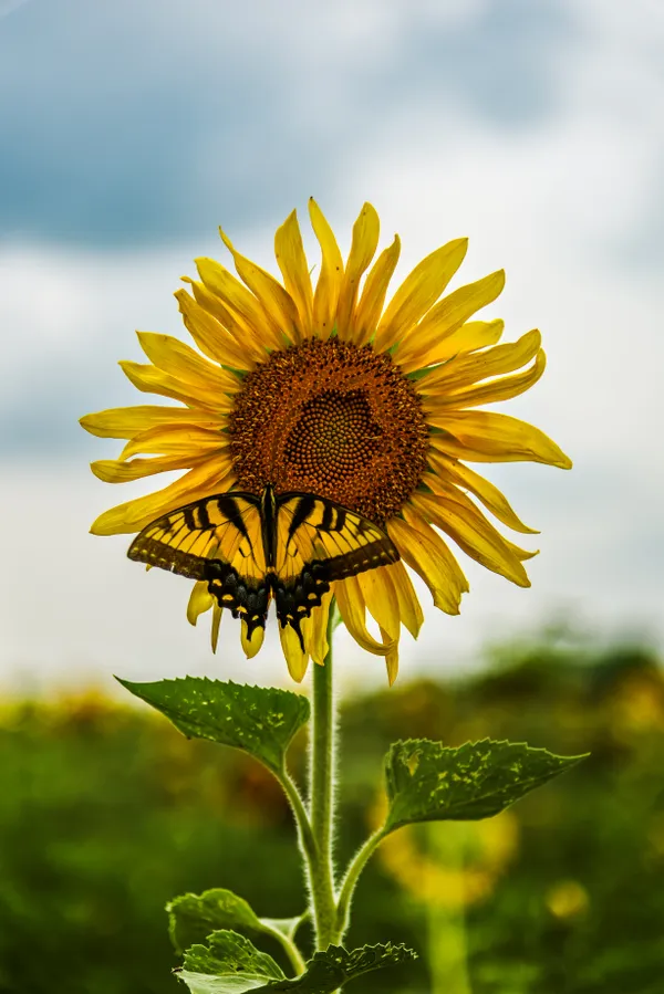 Swallowtail on a sunflower thumbnail