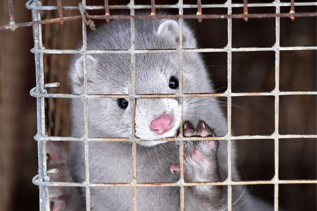 A gray mink with a pink nose raises its paw onto the mesh of its cage where it was bred in Belarus