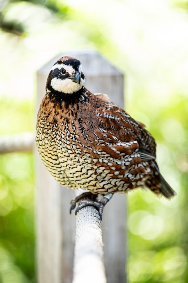 Perched Bob White Quail thumbnail