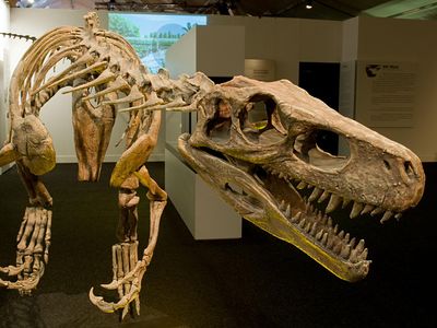 Herrerasaurus skeleton replica at a special exhibition of the Naturmuseum Senckenberg