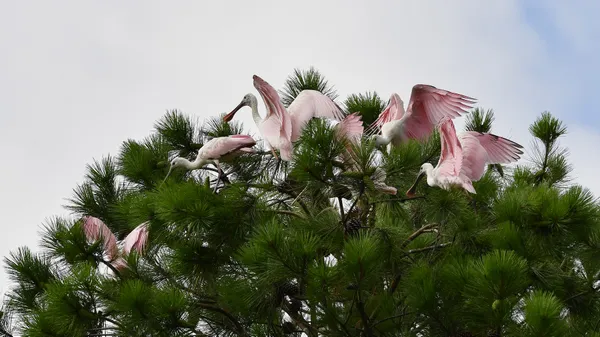 a bowl of spoonbills thumbnail