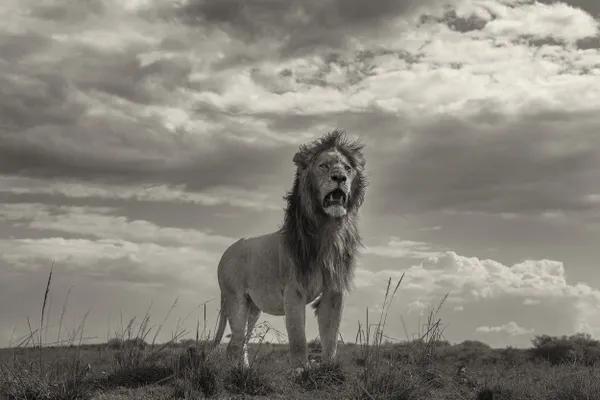 The King on the Ridge thumbnail