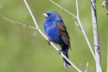 Customs officers discovered two blue grosbeaks when they searched&nbsp;Alberto Hernandez Castillo.