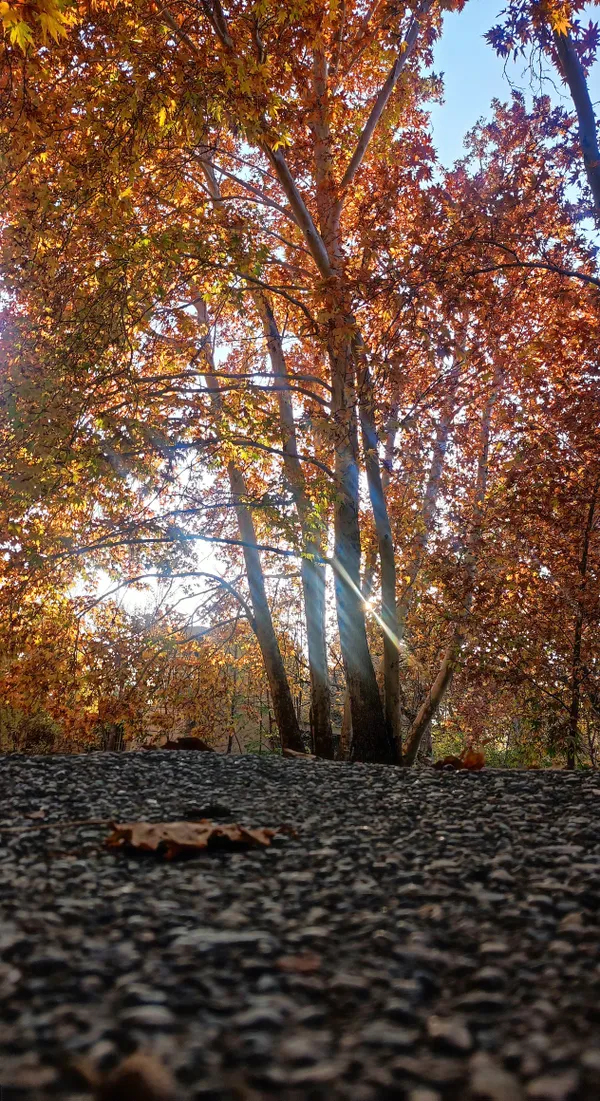 Autumn is the king of seasons, when the leaves fall thumbnail