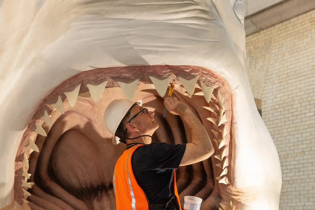 Adult male artist painting the mouth of the 52 foot model megalodon on display at the Smithsonian's National Museum of Natural History