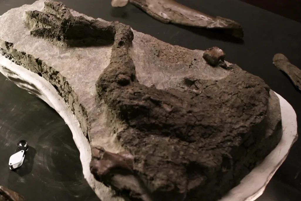 A dinosaur leg bone fossil mounted on a frame and ready to be analyzed in a lab.