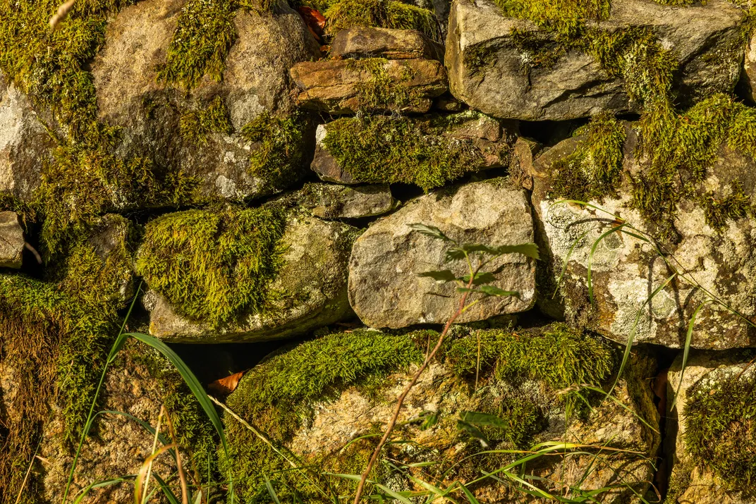Moss on old stone wall