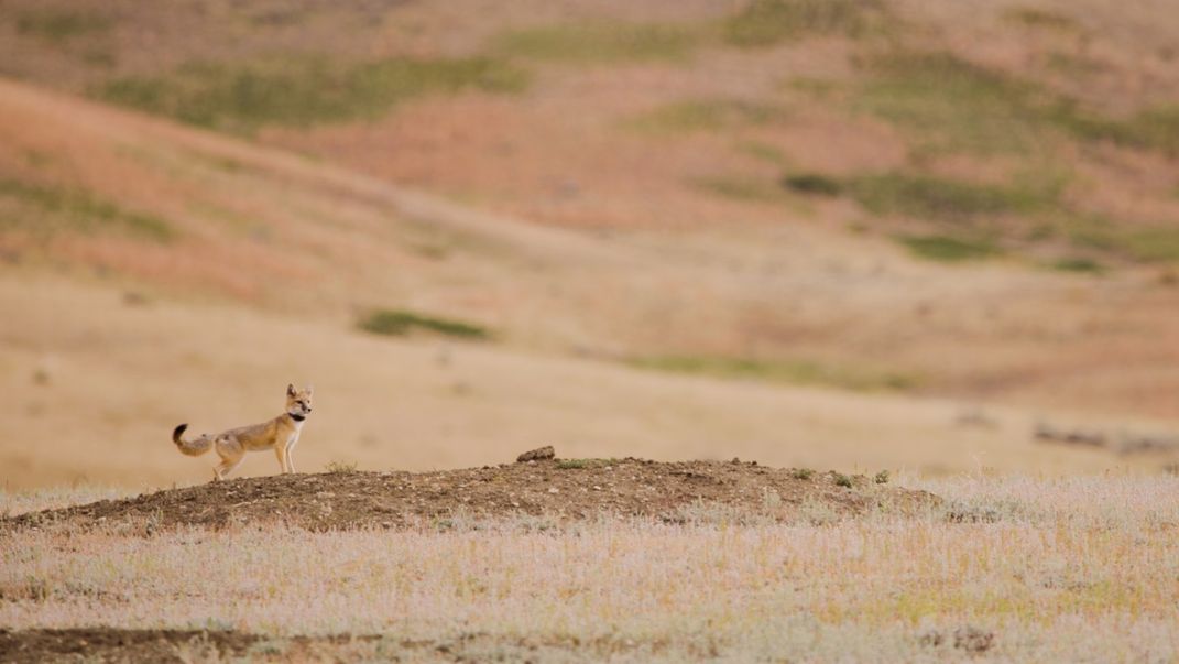 A swift fox with a small body and bushy tail stands on a small hill on an open prairie landscape on Fort Belknap Indian Reservation in Montana. The fox is wearing a GPS collar.