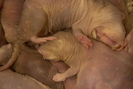 Naked mole-rats pile on top of each other in large groups to sleep inside their nest. This behavior may help keep carbon dioxide levels high, lowering the animals' risk of seizure.