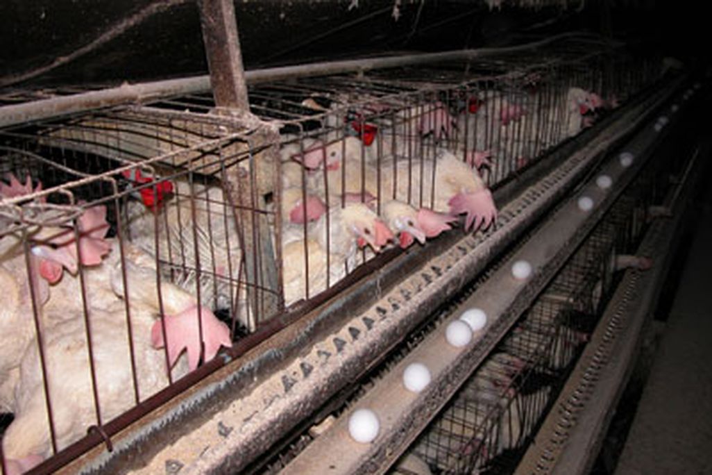 chickencages.jpg