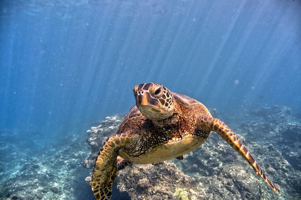 A large turtle in the water