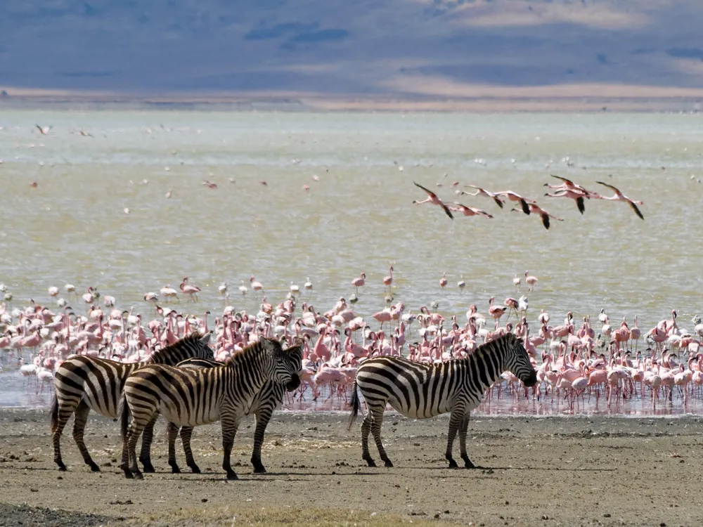 flamingo zebra.jpg