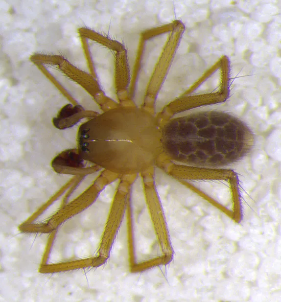 New Spider Species Discovered In Indiana Cave, Smart News