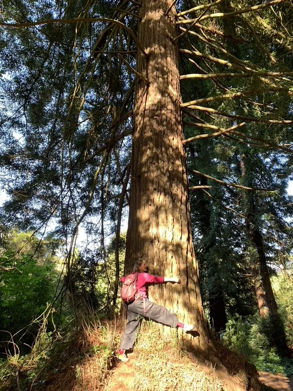 Gratitude for the redwood trees is expressed by my embrace. thumbnail