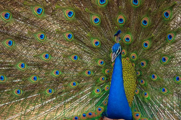 Peacock portrait thumbnail