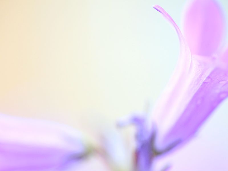 Blue Wall Flower Smithsonian Photo Contest Smithsonian Magazine