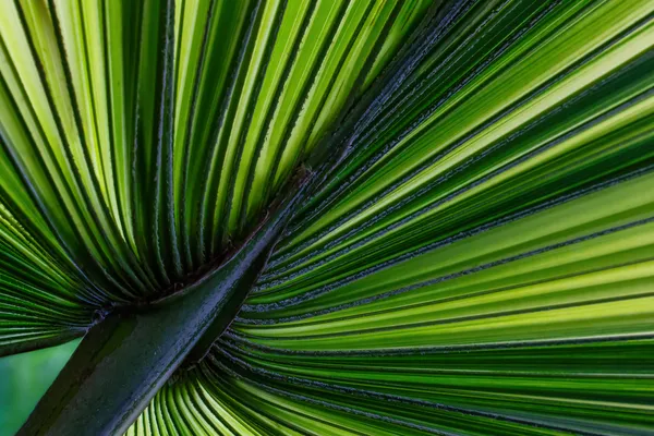 Botanical View thumbnail