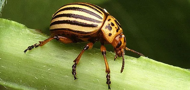 Colorado potato beetle