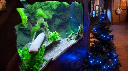 Sparky, the electric eel, and his Christmas tree.