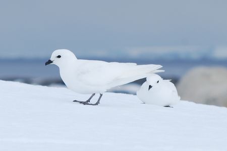Snow petrels were among the seabird species that did not reproduce in Antarctica&#39;s Dronning Maud Land region in 2021-22.