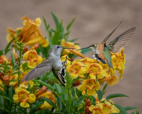 En Garde! ...The Fight is ON! thumbnail