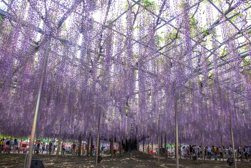 Ashikaga Flower Park