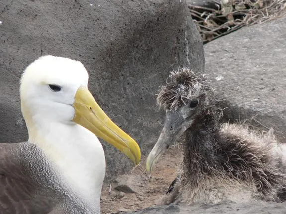 A waved albatross looks after its chick on the Galapagos Islands.