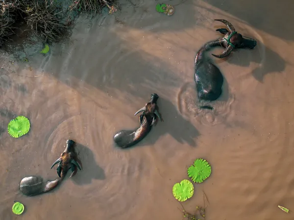 Three Buffaloes in a Pond thumbnail