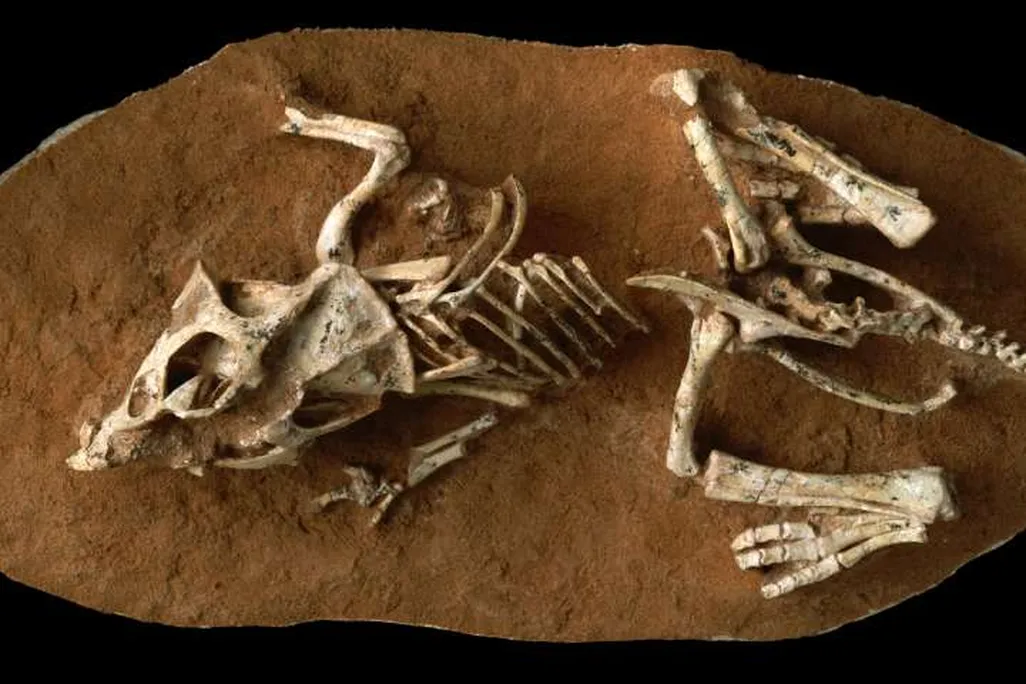 Dino Embryo