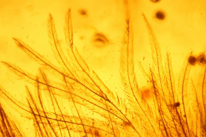 feather closeup