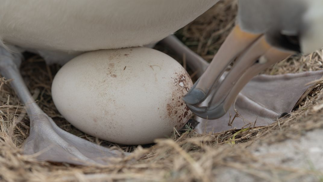 close-up of a lightly speckled albatross egg in a nest between the parent's feet, with the bird bending to touch its bill to the egg