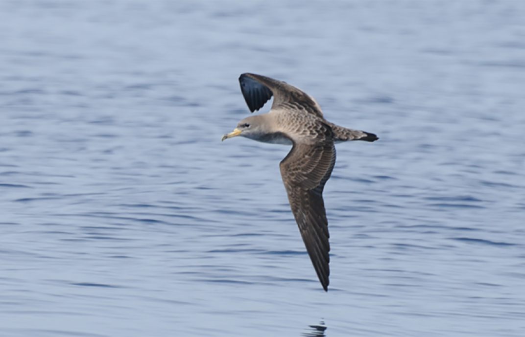 Seabirds Use Their Sense of Smell to Navigate Open Water ...