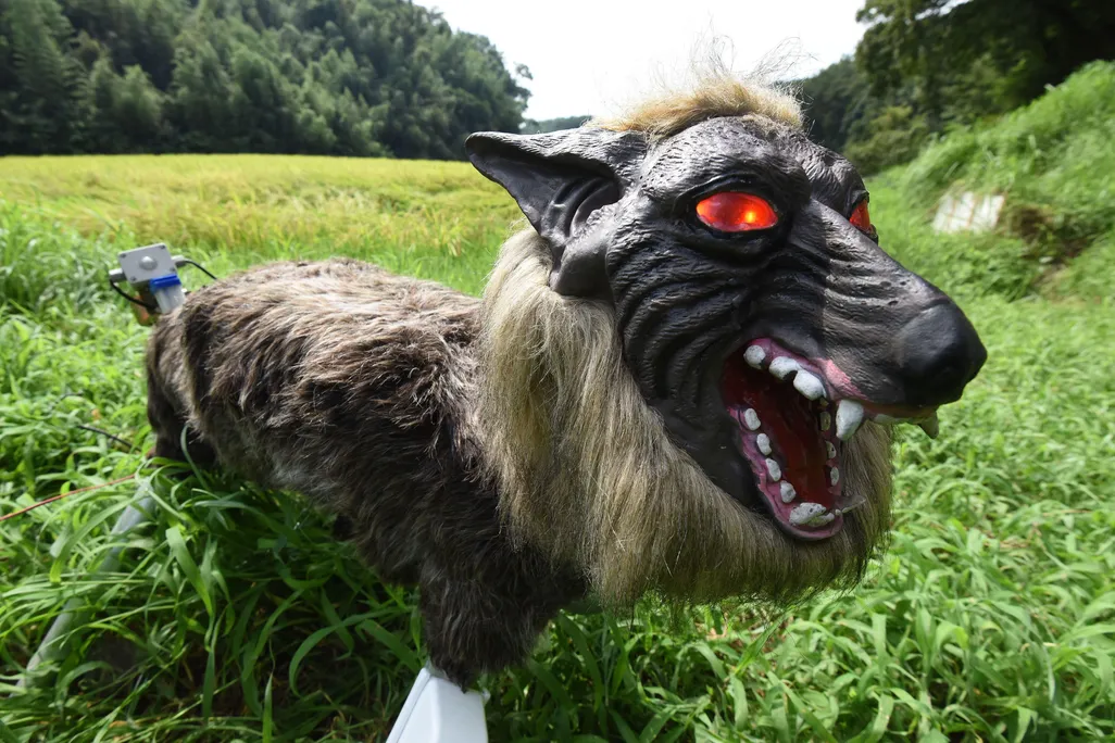 robot wolf