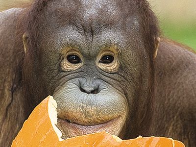 Batang, a female orangutan at the National Zoo, snacks on a pumpkin.