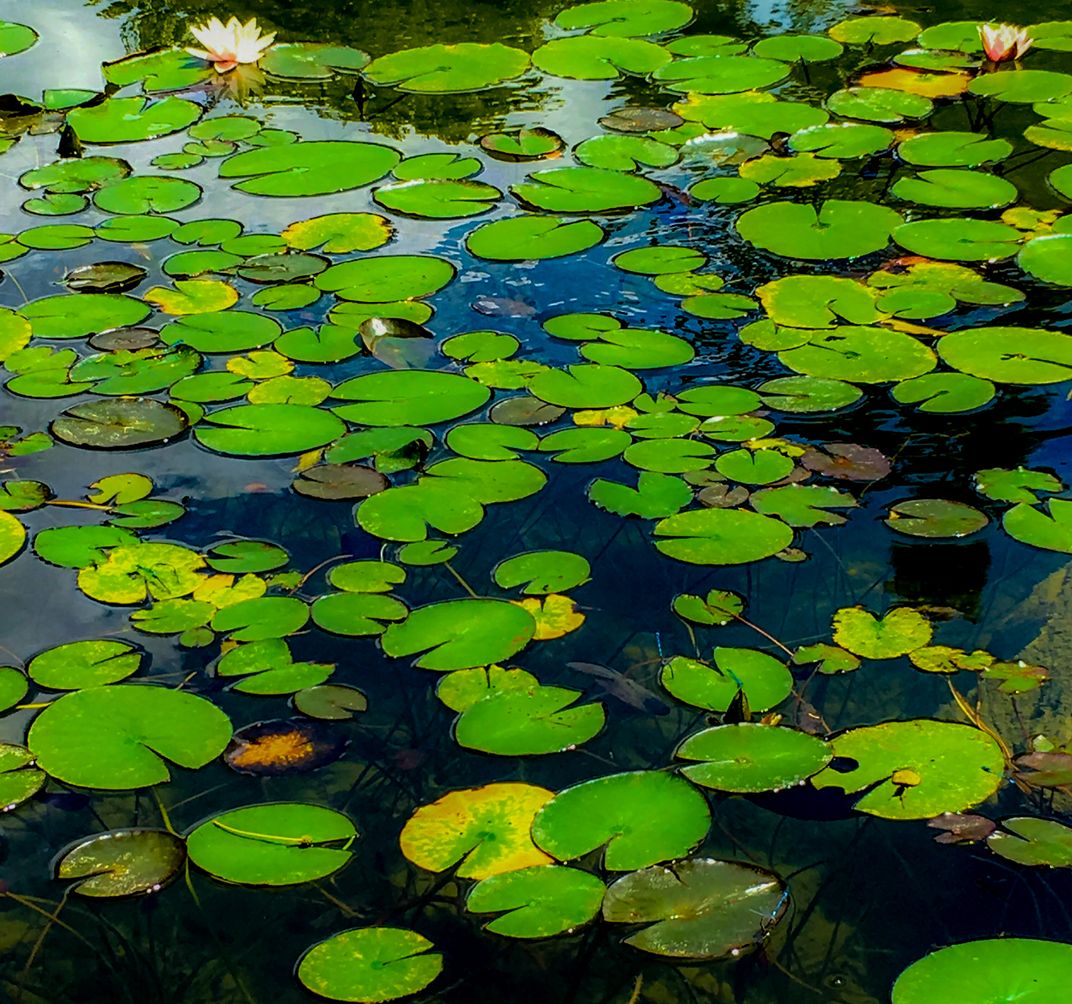 floating-dreams-smithsonian-photo-contest-smithsonian-magazine